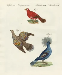 Piccioni belli e stranieri