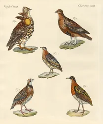 Bellissimi uccelli simili a galline