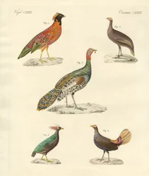Bellissimi uccelli simili a galline