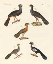Nuovi bellissimi uccelli