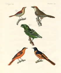 Uccelli belli e strani stranieri