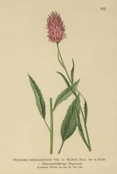 Raponzolo a foglie di betonica (Phyteuma betonicaefolium)