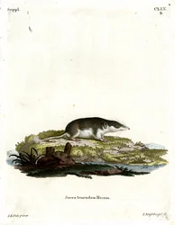 Toporagno Bicolore