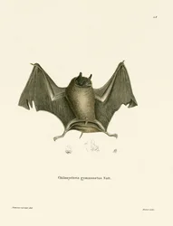 Grande pipistrello senza schiena nuda