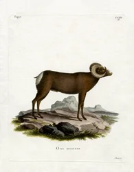 Pecora bighorn