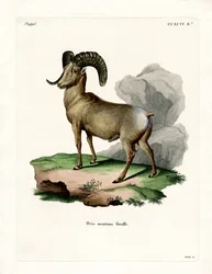 Pecora Bighorn