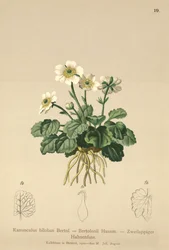 Ranuncolo bilobo (Ranunculus bilobus, Ranunculus bertolonii)