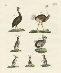 Uccelli