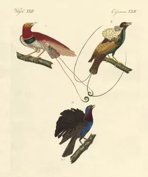 Uccelli del paradiso