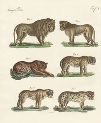 Animali mordaci