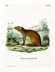 Agouti dal Groppone Nero