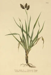 Carex atrata