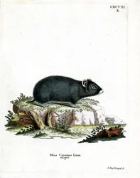 Criceto nero