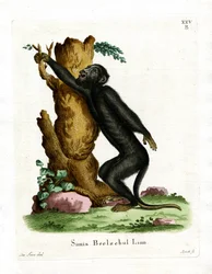 Scimmia urlatrice nera