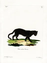 Leopardo nero
