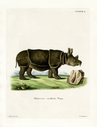 Rinoceronte nero