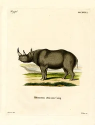 Rinoceronte nero