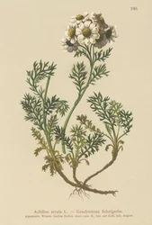 Millefoglio nero (Achillea atrata)