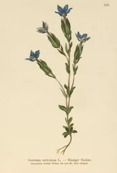 Genziana utriculosa