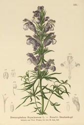 Drago blu (Dracocephalum Ruyschianum)