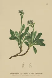 Arabetta azzurra (Arabis caerulea, Arabis coerulea)