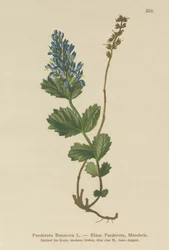 Paederota bonarota
