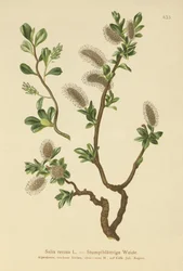 Salix retusa
