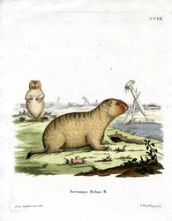 Marmotta bobac