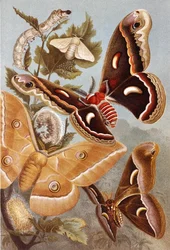 Falene Bombycoidi