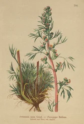 Assenzio boreale