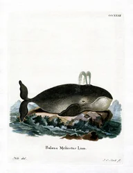Balena della Groenlandia