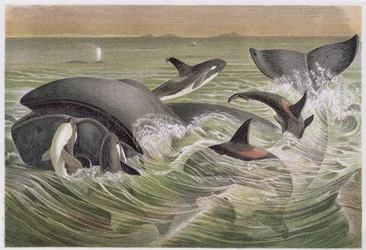 Balena della Groenlandia e orche, tavola da Brehms Tierleben: Allgemeine Kunde des Tierreichs, vol.3, p.600, pubblicato da Bibliographisches Institut, 1891