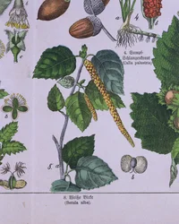 Ramo di Betulla Argentea, da un libro sul sistema di classificazione di Carolus Linnaeus di G.H. von Schubert