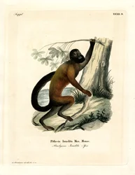 Saki barbuto dal dorso marrone