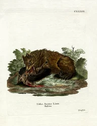 Orso bruno