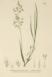 Agrostis schraderiana