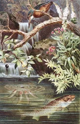 Trota fario, tavola da "Brehms Tierleben: Allgemeine Kunde des Tierreichs", vol.8, p.338, pubblicato da Bibliographisches Institut