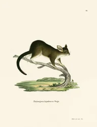 Possum dalla coda a spazzola