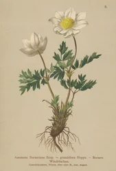 Anemone di Burser (Anemone Burseriana, Anemone grandiflora)