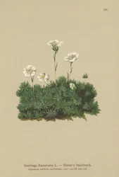 Sassifraga di Burser (Saxifraga Burseriana)