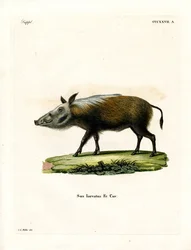 Maiale Selvatico
