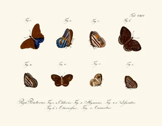 Farfalle