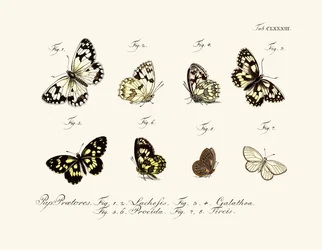 Farfalle