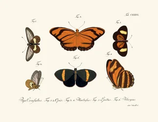 Farfalle, 1783-1806