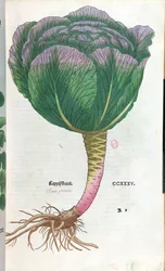 Cavolo, tavola botanica