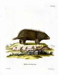 Porcospino canadese