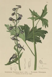 Speronella (Delphinium elatum, Delphinium tiroliense)