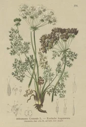Carota candita (Athamanta Cretensis)