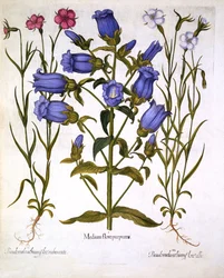 Campanule di Canterbury e agrostemmi, da Hortus Eystettensis, di Basil Besler (1561-1629), pubblicato nel 1613