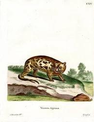 Genetta del Capo